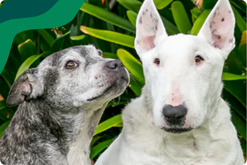 Remembering Macy & Storm